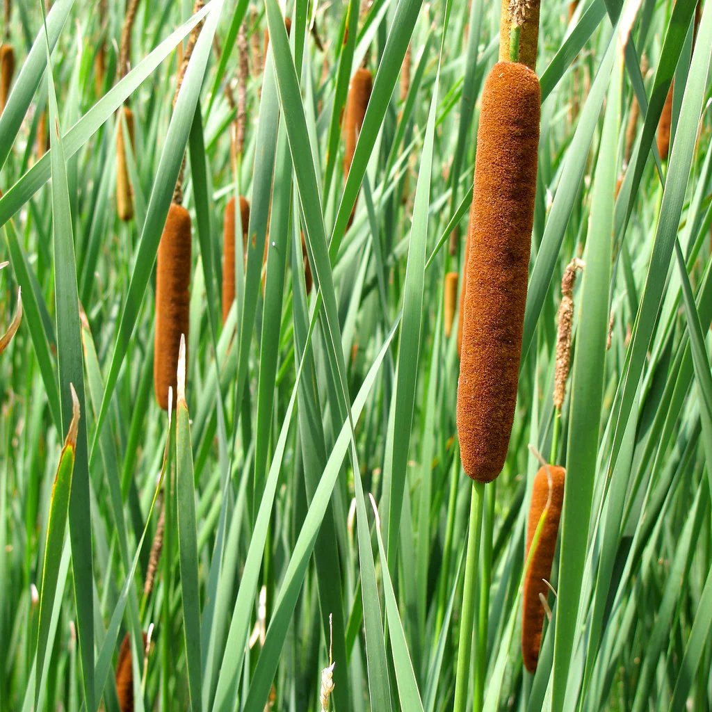 <p><span><em>Typha latifolia</em></span></p>
