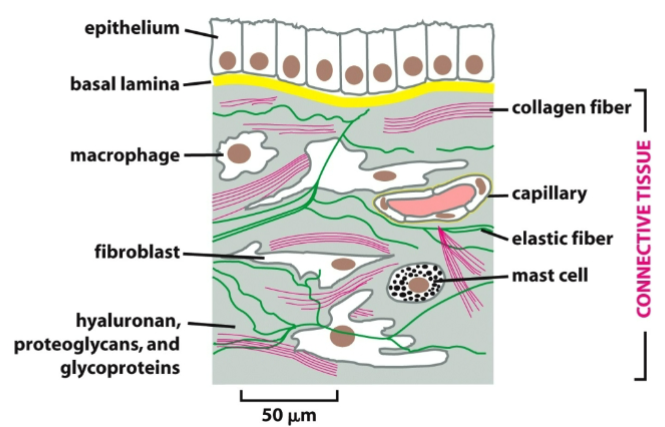 <ul><li><p>mesodermal origin, tissue-specific ECM consisting of fibers and ground substance (clear, colorless gel-like fluid) with blood vessels and nerves (except cartilage)</p></li><li><p>forms a continuum with epithelial, muscle and nervous tissues</p></li></ul><ul><li><p>stores fat as adipose tissue</p></li><li><p>facilitates signaling; cell membrane receptors bind matrix molecules to control adhesion, differentiation, cell cycle</p></li><li><p>defense, protection, wound healing, tissue repair</p></li></ul><p>ex: connective tissue proper (loose or dense), cartilage, bone, adipose tissue, blood, mesenchymal connective tissue (embryonic, undifferentiated)</p>