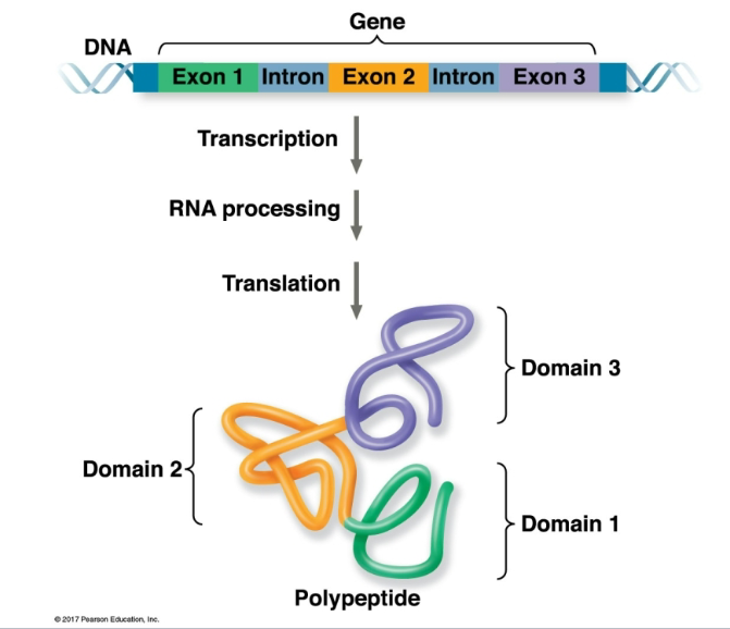 <ul><li><p>Exon 1 contributes to <strong>Domain 1</strong></p></li><li><p>Exon 2 contributes to <strong>Domain 2</strong></p></li><li><p>Exon 3 contributes to <strong>Domain 3</strong></p></li></ul><p>A <strong>protein domain</strong> is a region of a protein that can have its own structure or function.</p><p>So the flow is:</p><p><strong>DNA with exons + introns → transcription → RNA processing → exons joined → translation → protein with different domains</strong></p><p><strong>In eukaryotes, introns are removed and exons are spliced together; exons often encode separate functional domains of a protein.</strong></p><p></p>