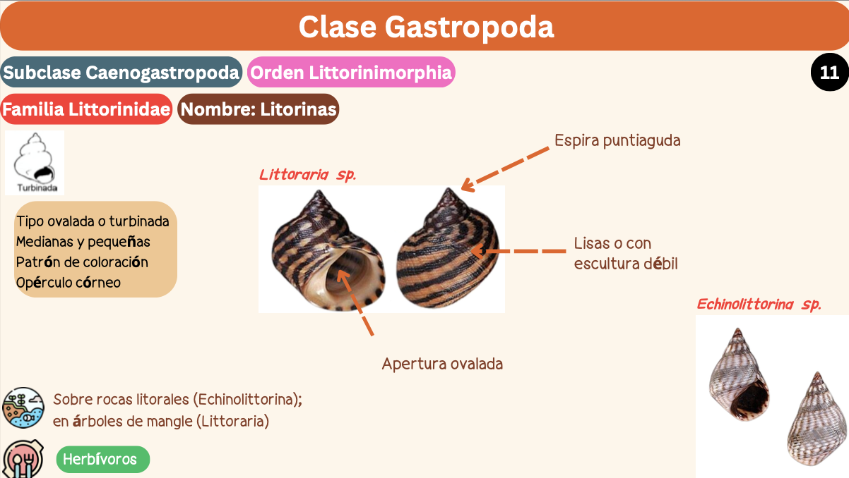 <p><strong>FILO </strong>Mollusca<strong><br>CLASE </strong>Gastropoda<br><strong>SUBCLASE </strong>Caenogastropoda<br><strong>ORDEN</strong> Littorinimorphia<br><strong>FAMILIA </strong>Littorinidae<br><strong>GÉNERO </strong><em><u>Echinolittorina sp</u></em><br><strong>NOMBRE COMÚN </strong>Litorinas<strong><br>CARACTERÍSTICAS </strong>Tipo ovalada/turbinada, medianas, pequeñas, patrón de coloración, opérculo córneo.<br><strong>RÁDULA </strong>Tenioglosa<strong><br>ALIMENTACIÓN </strong>Herbívoros<strong><br>HÁBITAT </strong>Sobre rocas litorales (Echinolittorina)</p>