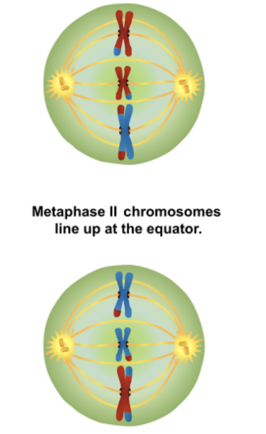 <p><span style="background-color: transparent;">What phase is this?</span></p>