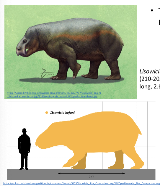 <ul><li><p>more upright postures and were likely endothermic</p></li><li><p>carnivorous and herbivorous, very large</p></li><li><p>later therapsids evolved integumentary hairs and eventually sensory vibrissae (whiskers) on their faces controlled by their muscular snouts</p></li><li><p>Conodonts had hair follicles and perhaps glandular skin that produced secretions to keep their eggs moist that may have been the precursor to mammalian milk</p></li></ul><p></p>