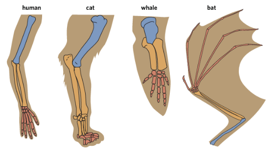 <p><span style="background-color: inherit; line-height: 20.7px; color: windowtext;"><strong>Homologous structures </strong>are features found in different species that may look and function very differently in different species but are derived from a common ancestor</span><span style="line-height: 20.7px; color: windowtext;"> </span></p><p class="Paragraph SCXO266985022 BCX0" style="text-align: left;"><span style="background-color: inherit; line-height: 20.7px; color: windowtext;">e.g.</span><span style="line-height: 20.7px; color: windowtext;"> </span></p><p class="Paragraph SCXO266985022 BCX0" style="text-align: left;"><span style="background-color: inherit; line-height: 20.7px; color: windowtext;">The upper limb of humans, cats, whales, and bats </span><span style="line-height: 20.7px; color: windowtext;"> </span></p><ul><li><p class="Paragraph SCXO266985022 BCX0" style="text-align: left;"><span style="background-color: inherit; line-height: 20.7px; color: windowtext;">They have different shapes and functions – humans carry things with their arms, cats walk with their legs, whales swim with their flippers, and bats fly with their wings </span><span style="line-height: 20.7px; color: windowtext;"> </span></p></li><li><p class="Paragraph SCXO266985022 BCX0" style="text-align: left;"><span style="background-color: inherit; line-height: 20.7px; color: windowtext;">Yet they all share a similar bone structure --> suggests that they diverged from a common ancestor which had this limb structure</span><span style="line-height: 20.7px; color: windowtext;"> </span></p></li></ul><p class="Paragraph SCXO266985022 BCX0" style="text-align: left;"><span style="line-height: 20.7px; color: windowtext;"> </span></p><p class="Paragraph SCXO266985022 BCX0" style="text-align: left;"><span style="background-color: inherit; line-height: 20.7px; color: windowtext;">Homologous structures are physical evidence of <strong>divergent evolution, </strong>which is the process in which a common ancestor evolves into two or more descendant species</span><span style="line-height: 20.7px; color: windowtext;"> </span></p><ul><li><p class="Paragraph SCXO266985022 BCX0" style="text-align: left;"><span style="background-color: inherit; line-height: 20.7px; color: windowtext;">This process typically occurs as a result of individual populations adapting to different selection pressures or genetic drift which alters population genomes over extended periods of time</span><span style="line-height: 20.7px; color: windowtext;"> </span></p></li></ul><p></p>