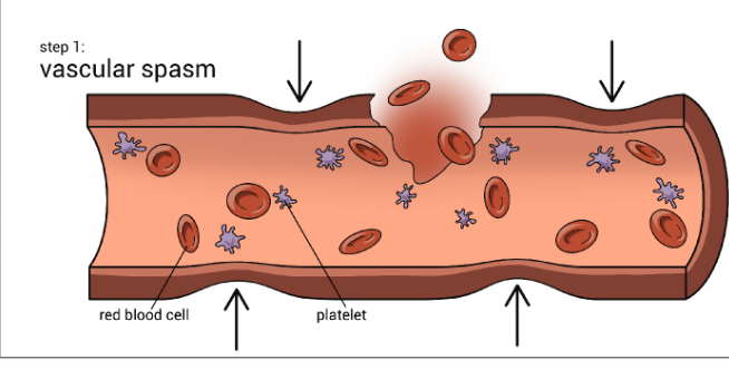 <p>What is hemostasis?<br></p>