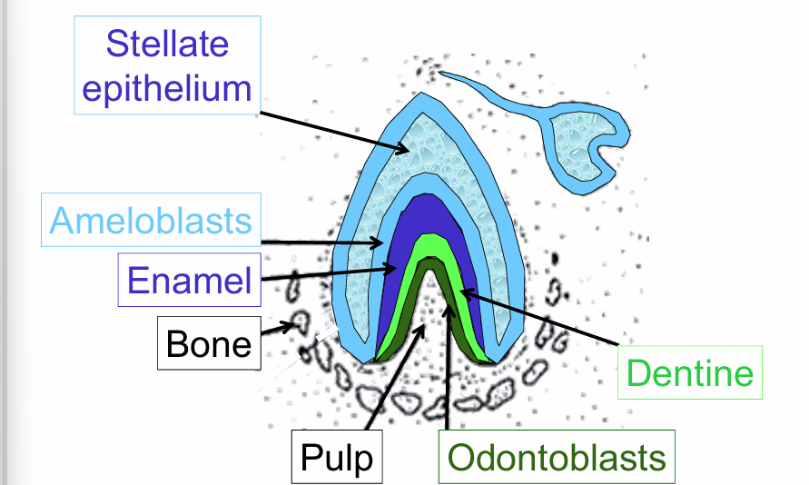<p><strong>star shaped epithelial cells</strong> in the <strong>enamel organ</strong> during development</p>