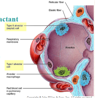 <p>Lower Respiratory Tract 2</p>