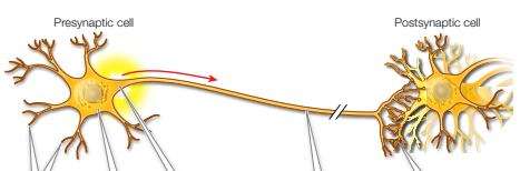 <p>axon terminals come extremely close to the membrane of the target cell. here <em>synapses</em> transfers the information conveyed by the action potential from the presynaptic cell to the postsynaptic cell </p>
