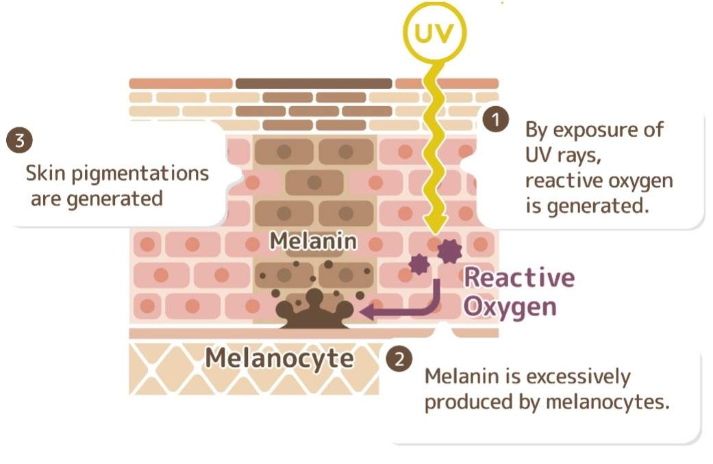 <p><span>occurs in melanocytes, which are found in the basal layer of the epidermis. It is responsible for skin pigmentation and provides protection against UV radiation.</span></p><p></p><p><span>Skin tone is determined by the amount of melanin that is produced by melanocytes. More melanin results in darker skin tones.</span></p>