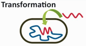 <p>Outside materials comes into cell and incorporates </p>