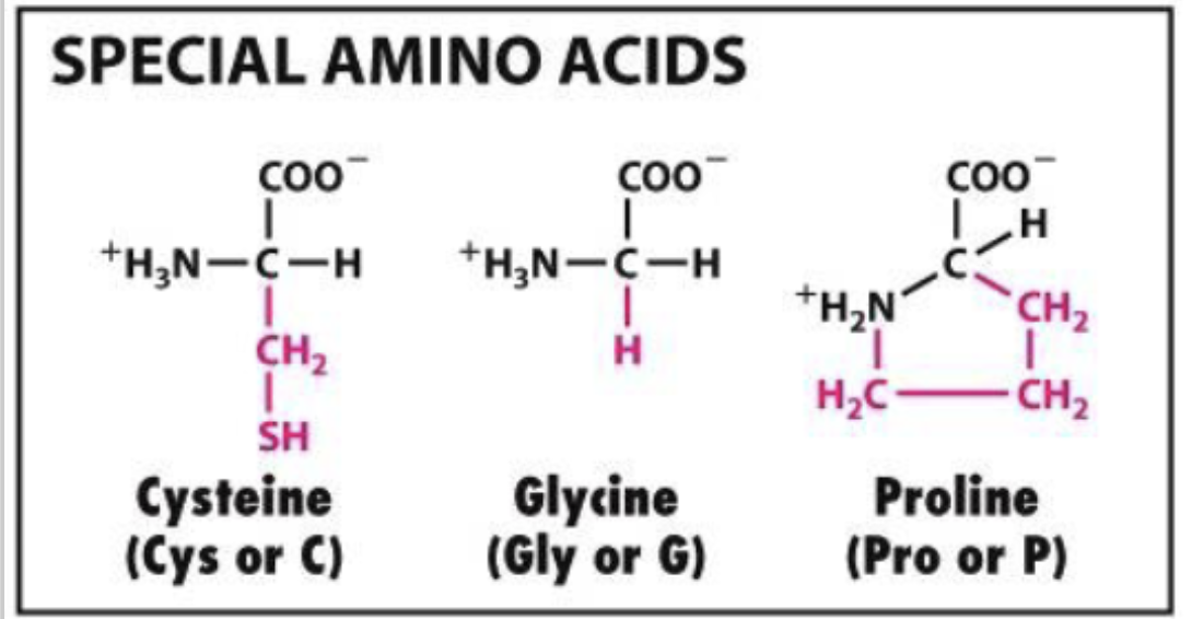 <p>special amino acids</p>