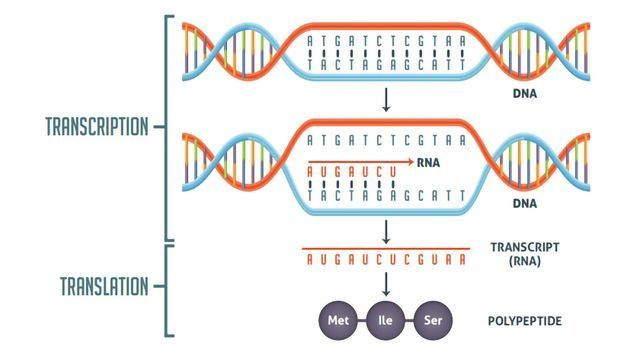 <ul><li><p><span style="background-color: transparent;">Proteins are made from the message on the RNA</span></p></li></ul><p></p>