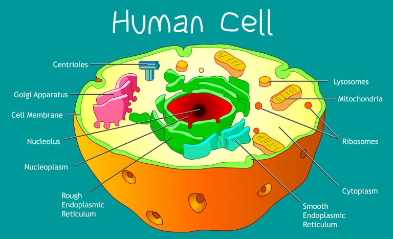<p>Include organelles such as the nucleus, mitochondria, endoplasmic reticulum, Golgi apparatus, lysosomes, and the cytoskeleton, each performing specific functions vital for cellular operation.</p>