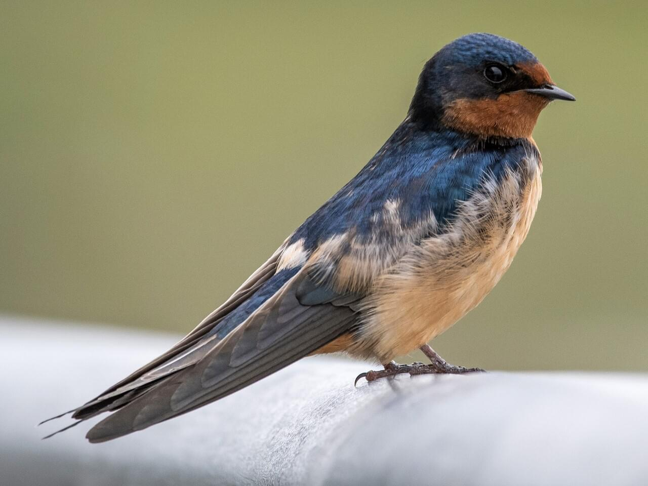 <p>Barn swallow</p>