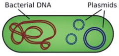 <p>Larger chromosomes</p><p> - Most are circular but can also be linear</p><p>- Linear chromosomes have strands often linked at the ends by hairpins for exonuclease protection </p><p>Smaller plasmids</p><p>- Can be either circular (moreoften) or linear</p>