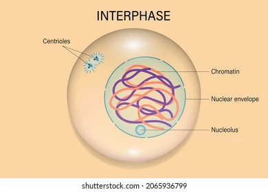 <p><span style="background-color: transparent;">period of cell growth and development</span></p><ul><li><p><span style="background-color: transparent;"><strong>DNA replication </strong>(copying) occurs during Interphase</span></p></li><li><p><span style="background-color: transparent;">During Interphase the cell also grows, carries out normal cell activities, replicates all other organelles</span></p></li><li><p><span style="background-color: transparent;">The cell spends most of its life cycle in Interphase</span></p></li></ul><p></p>