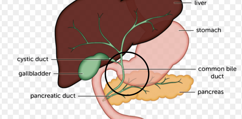 <p>carries bile between organs</p>