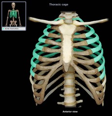 <p>sternum, rib cage, and vertebrae</p>