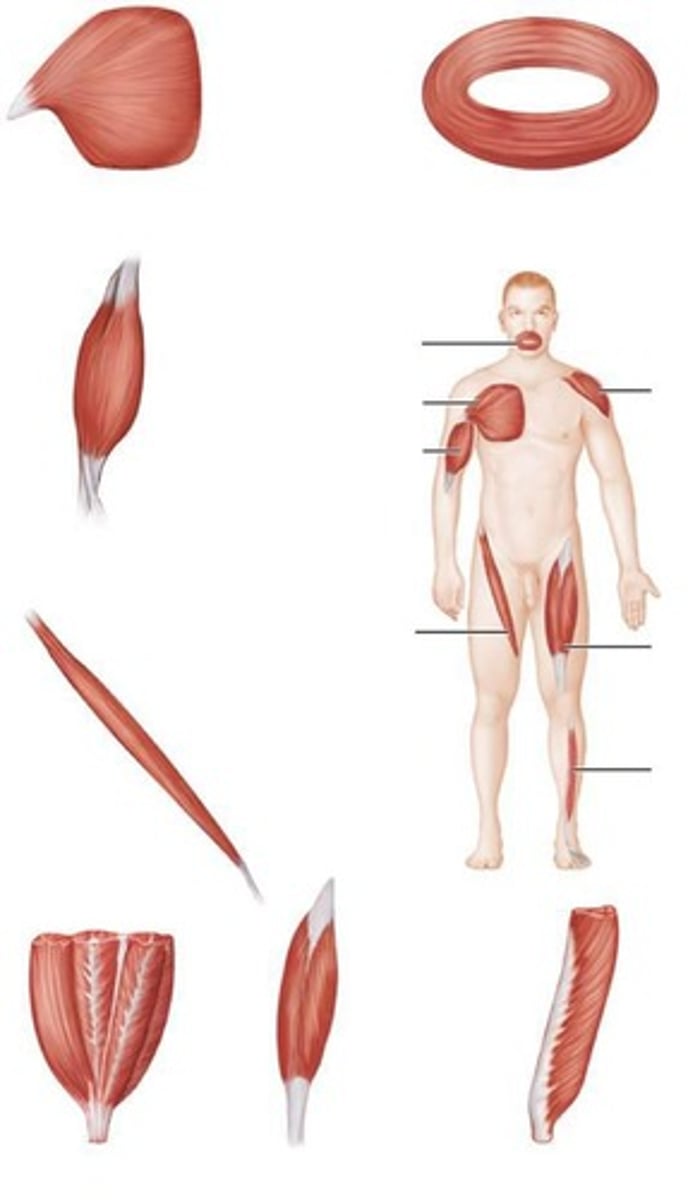 <p>Muscles are named for the bone or body region with which they are associated.</p>