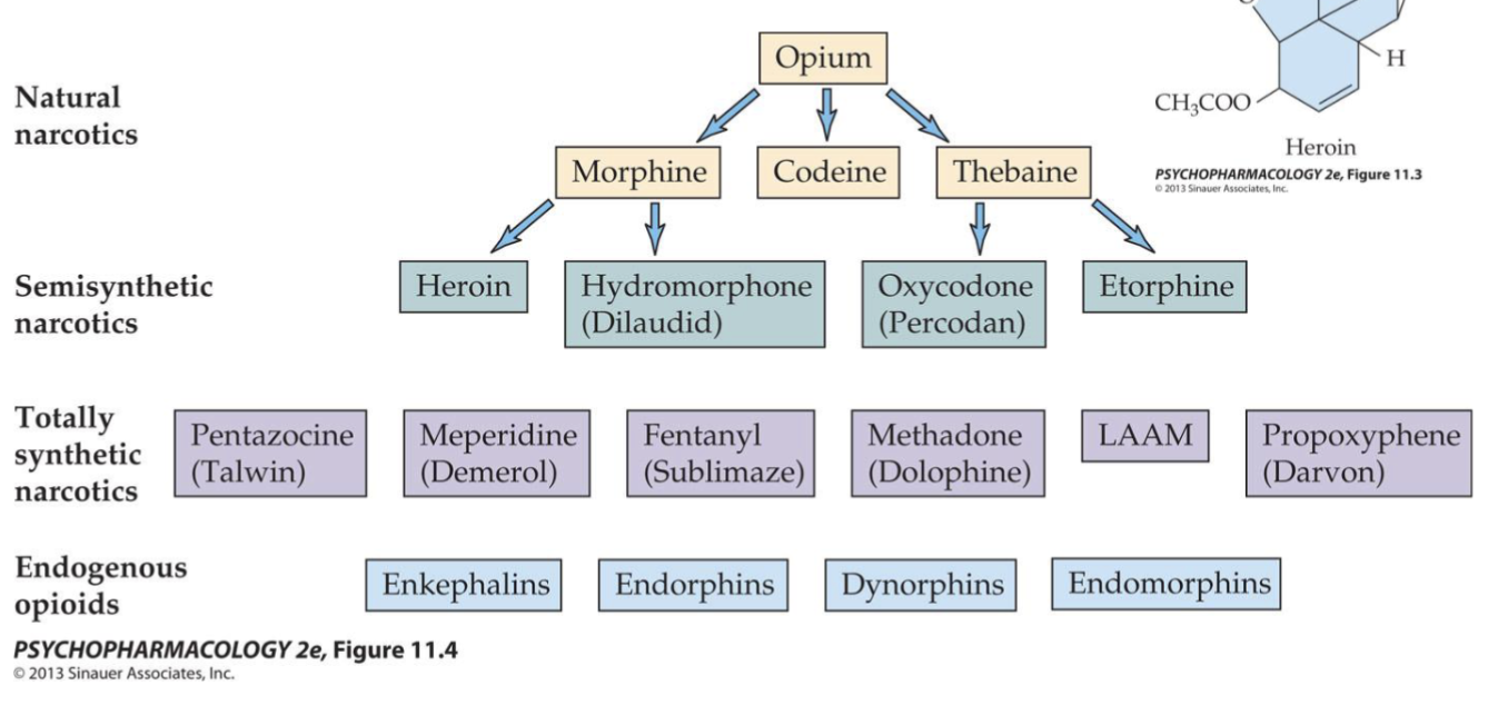 <p><strong>Natural</strong>: </p><p><strong>Semisynthetic</strong>: </p><p><strong>Fully synthetic</strong>: </p><p><strong>Endogenous opioids</strong>: </p>