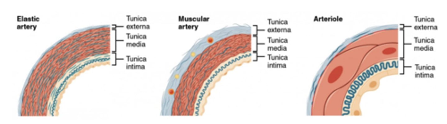 <p>arteries</p>