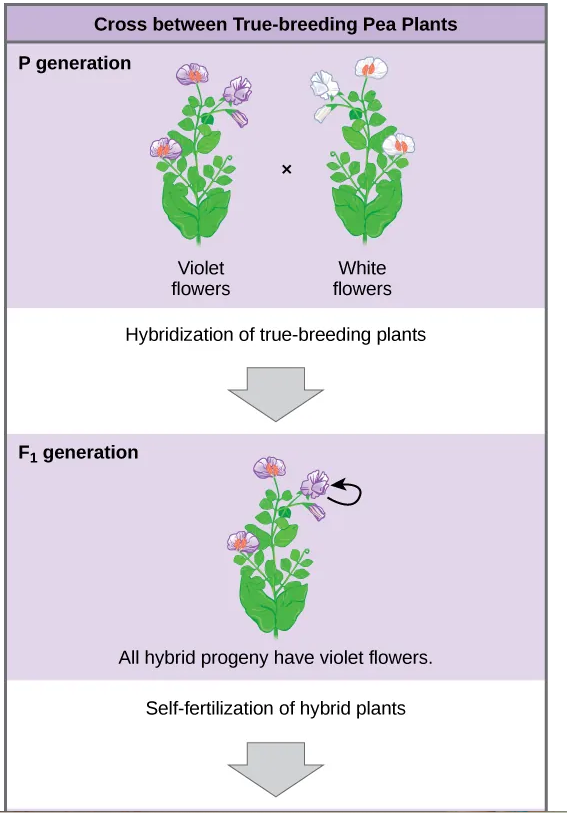 <p><span> <strong>Dominant</strong> traits are those that are inherited unchanged in a hybridization. <strong>Recessive</strong> traits become latent, or disappear in the offspring of a hybridization. The recessive trait does, however, reappear in the progeny of the hybrid offspring.</span></p>