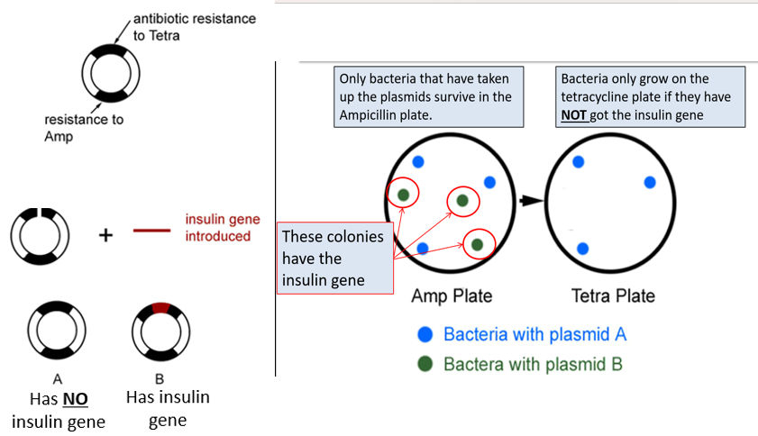 <p>-the desired gene disrupts the resistance to tetracycline</p><p>-cells are grown on agar containing ampicillin→ only cells that have taken up the plasmids survive and form colonies </p><p>-cells are grown on agar containing tetracycline→ cells with the desired gene cannot grow</p><p>-Therefore, cells that grow on ampicillin but not tetracycline contain the desired gene.</p>