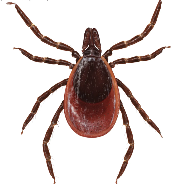 <p>What kind of tick is this?</p>
