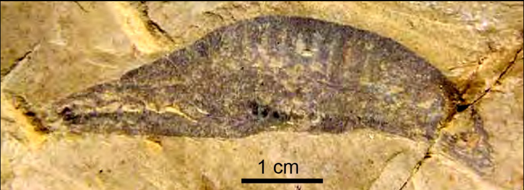 <p>Earliest chordate, phylym chordata. Found in Chenxiang Fauna, Lower Cambrian. Elongate body, no well-defined head</p>