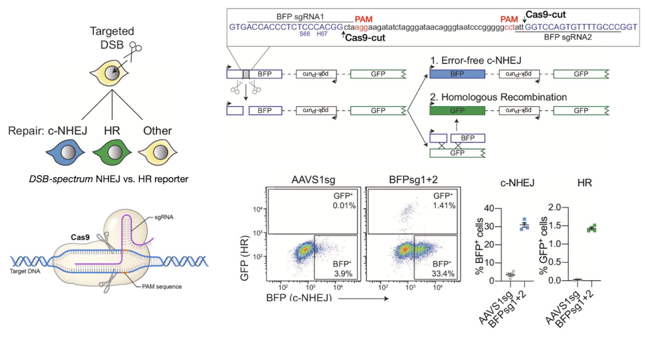 <p>Genomically integrated reporter contracts allow disrimination between <mark data-color="#0078f2" style="background-color: rgb(0, 120, 242); color: inherit;">NHEJ</mark> and <mark data-color="#3de500" style="background-color: rgb(61, 229, 0); color: inherit;">HR</mark> repair of DSBs. </p><p>Large proportion of error-free, blue NHEJ cells observed</p><ul><li><p>confirmed a secondary DSB repair mechanism alongside HR</p></li></ul><p>Error-prone NHEJ not examined</p>