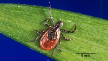 <p>what is it (scientific name)</p>