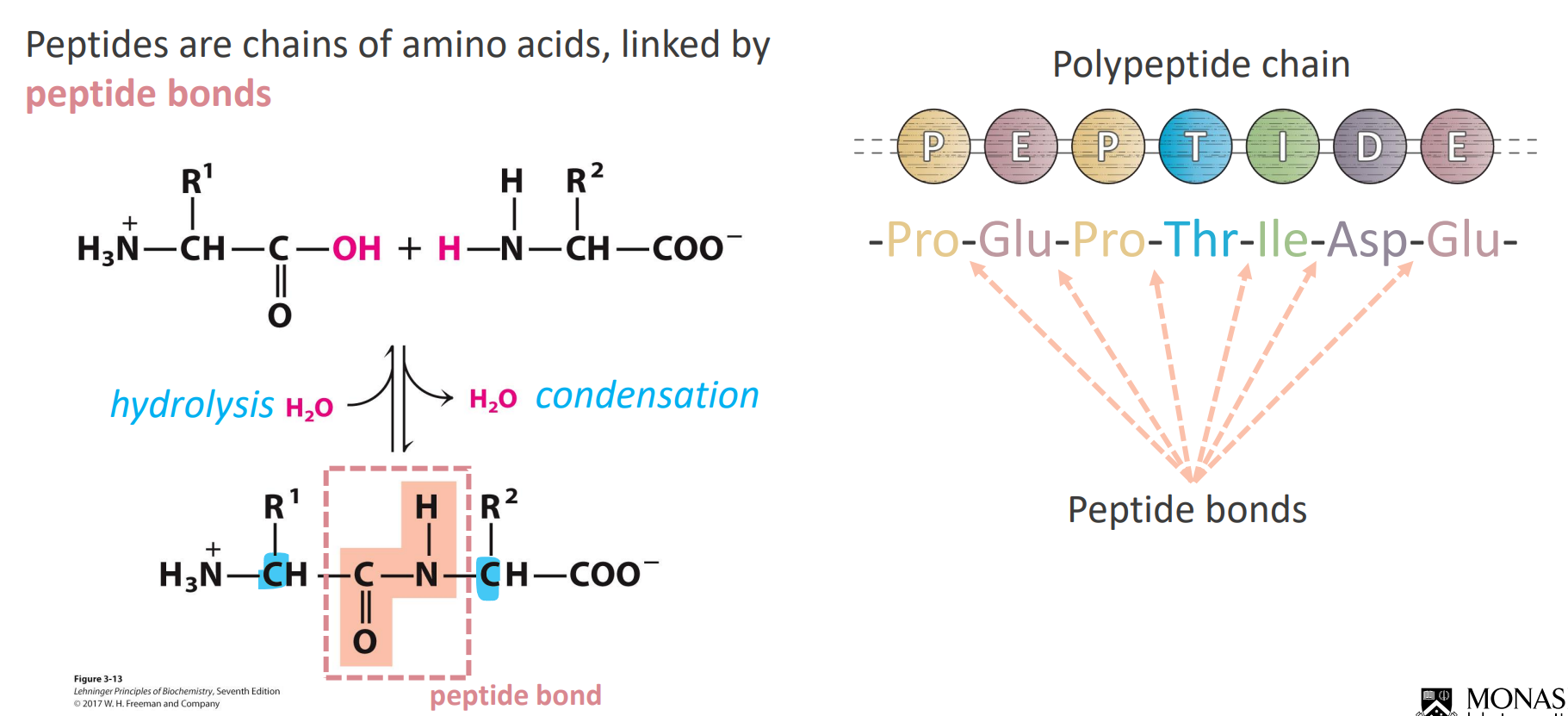 <ul><li><p>Due to electron RESSONANCE the C-N bond has a double bond like characteristic </p></li><li><p>This makes the bond quite rigid and the CO and NH apart of the peptide become quite planar - no rotation in the peptide bond </p></li><li><p>We only see rotation on the alpha carbons near the peptide bond (in blue) (hence the R groups orientation)</p></li><li><p>If asked for the number of amino acids in a polypeptide - COUNT THE R-GROUPS or count the peptide bonds and <u>ADD 1</u></p></li></ul><p></p>