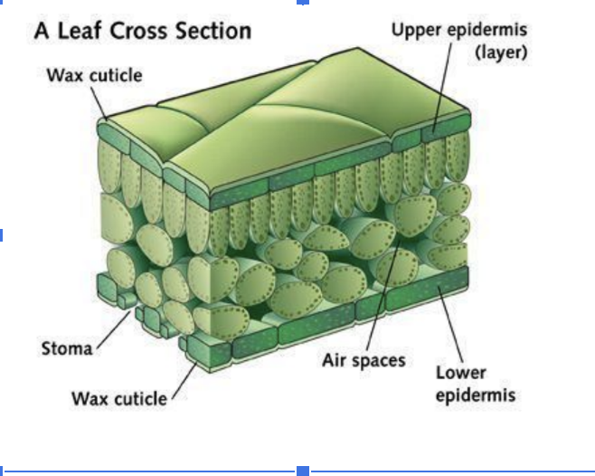 <p><span style="background-color: transparent;">Watertight sealant that covers the aboveground parts of the plant to protect from desiccation the extreme drying out of an organism or tissue due to loss of water)</span></p>