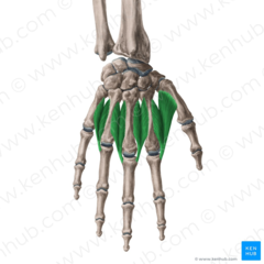 <p>What muscle is highlighted in green?</p>