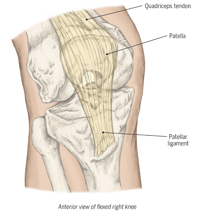 <ul><li><p>holds patella in place ( onto of tibia and femur)</p></li><li><p>Knee flexion causes patella to glide distally and laterally</p></li><li><p>Knee extension causes patella to glide superiorly and medially</p></li></ul><p> </p><p><span>(Gliding articulation between&nbsp;trochlear&nbsp;grove of&nbsp;the&nbsp;femur and posterior patella&nbsp;)</span></p>