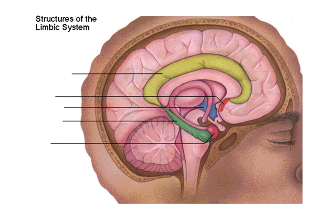 <p>label the structures of the limbic system</p>