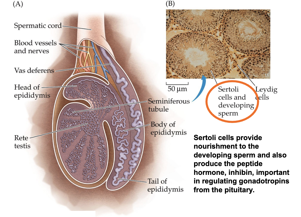 <ul><li><p>Sertoli cells provide nourishment to the developing sperm and also produce the peptide hormone, inhibin, important in regulating gonadotropins from the pituitary.</p></li></ul><p></p>