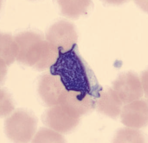term image