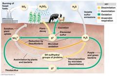 <p>Cyclic movement of sulfur in various chemical forms from the environment to organisms and then back to the environment. Humans impact this by burning coal, natural gas, and other fossil fuels which greatly increases the amount of sulfur in the atmosphere and ocean and depleted the sedimentary rock sink</p>