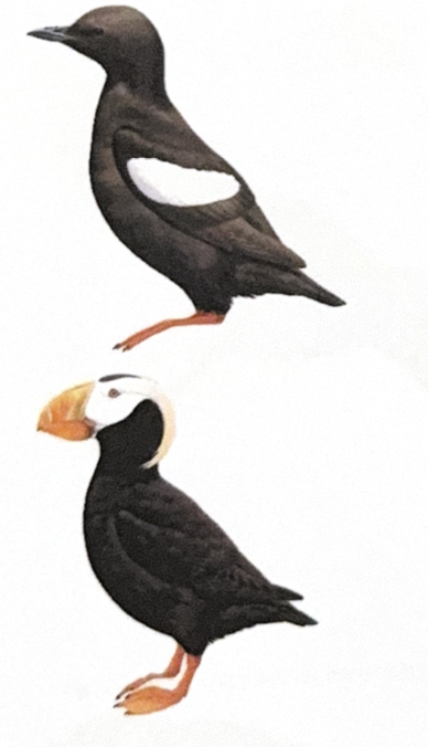 <p>Alcidae</p>