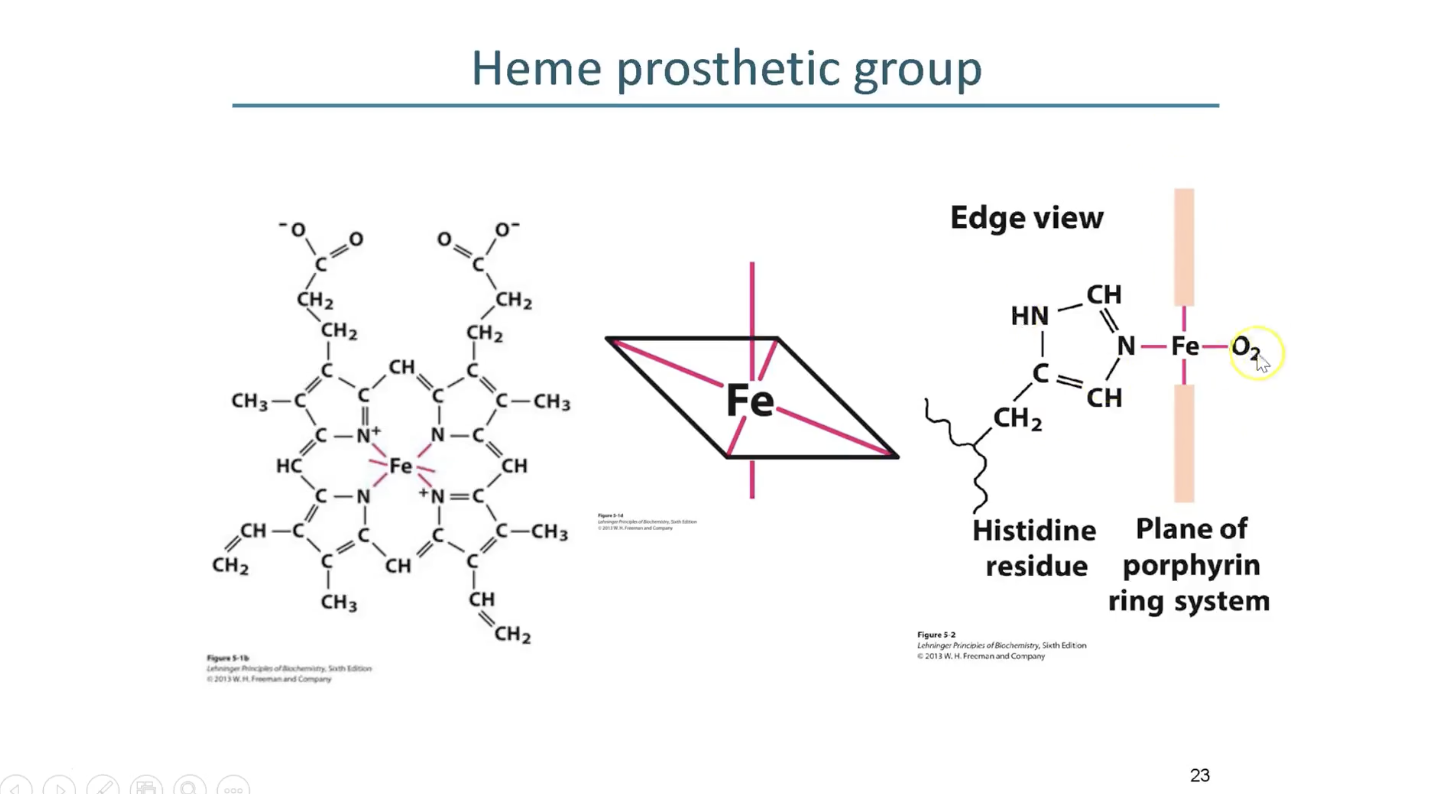 <p>1 ligand above and below heme ring</p><ul><li><p>on other sides is the his residue and then O2</p></li></ul><p></p>