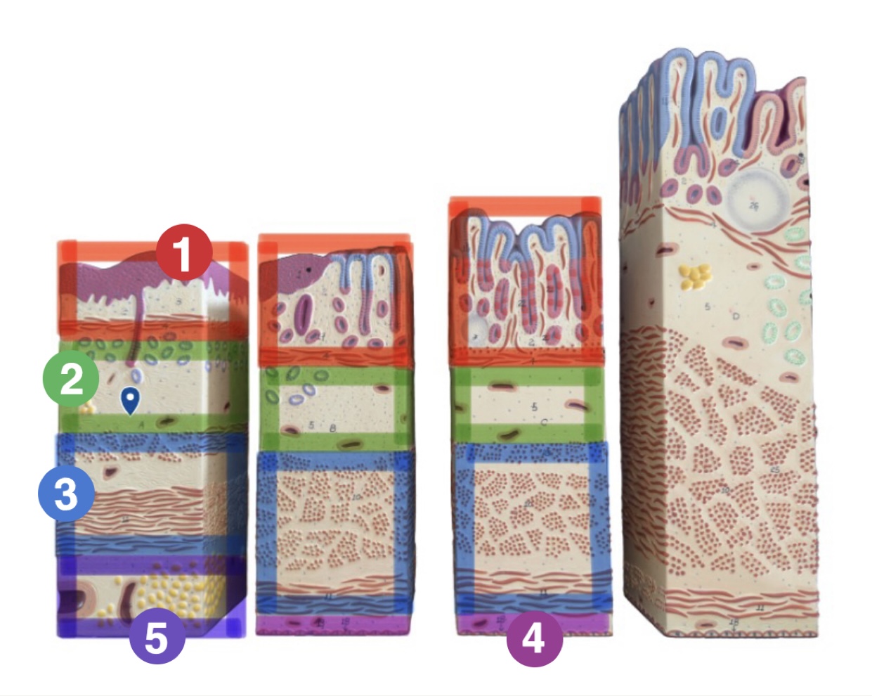 <p>Which tissue layer is (1) pointing to?</p>