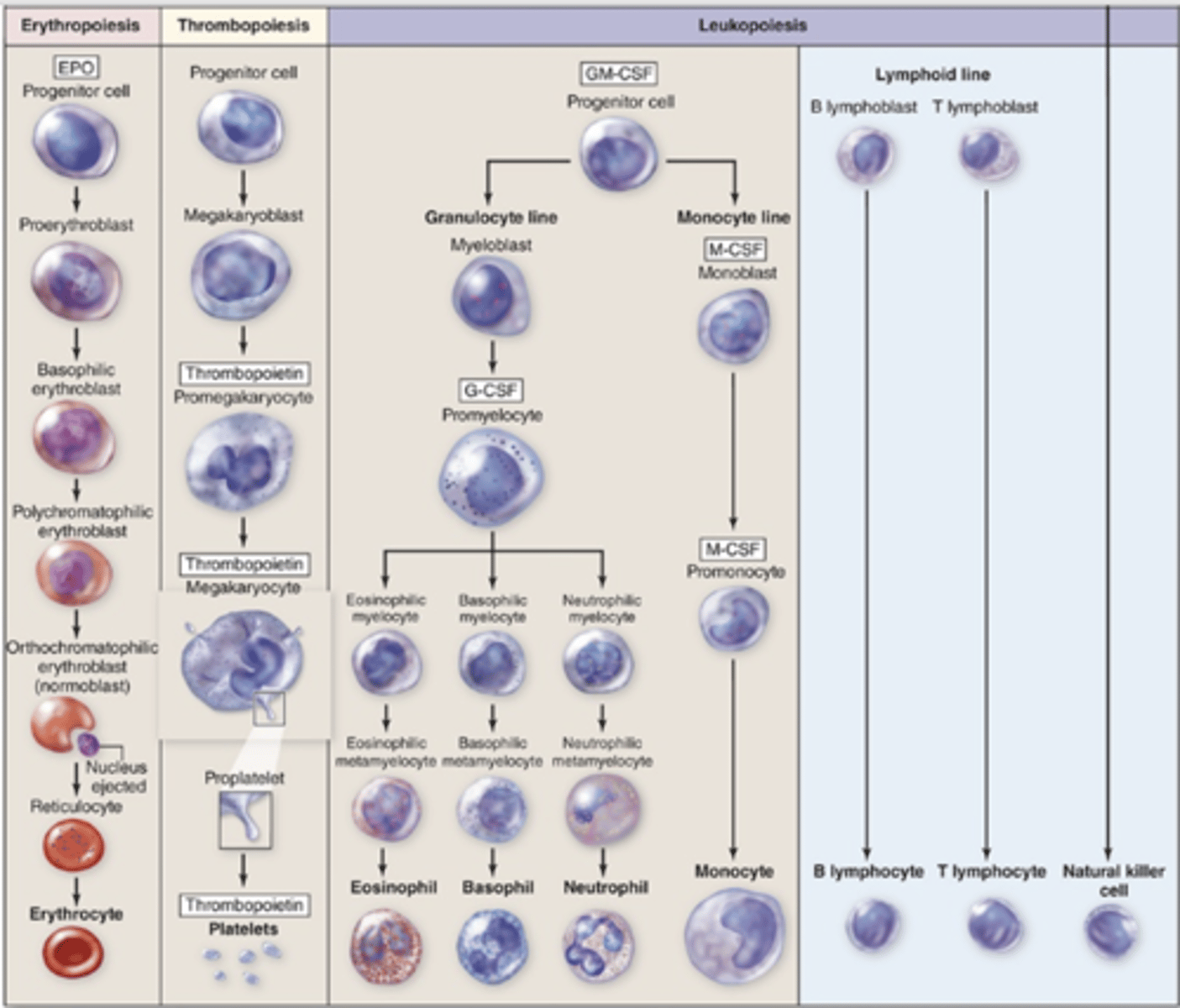 <p>What lineage does erythropoietin (EPO) stimulate?</p>