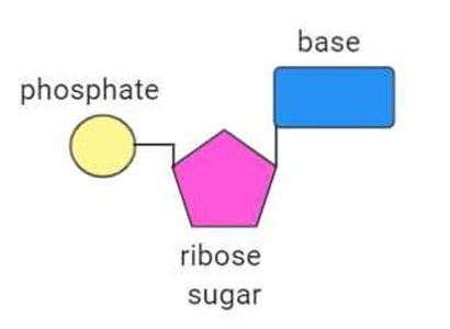 <ul><li><p>A phosphate group</p></li><li><p>A ribose sugar</p></li><li><p>A nucleotide base</p></li></ul><p></p>