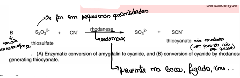 <ul><li><p>Há uma ingestão continua de HCN em pequenas quantidades e a rodanase está sempre a trabalhar e a fazer a reação de destoxificação, no figado, que consiste na rodanase a utilizar o tiossulfato para converter o HCN em tiocianato. </p></li><li><p>desta forma a rodanase está sempre a trabalhar e a quantidade de tiocianatos aumenta</p></li><li><p>o aumento de tiocianatos pode levar a : bocio, pq interfere com a produção de T3 e T4 o que diminui a captação de iodo; mielopatia tropical com início súbito de paralisia espástica subsequente estimulação dos receptores de glutamato neuronais pelo tiocianato.</p></li></ul><p></p>