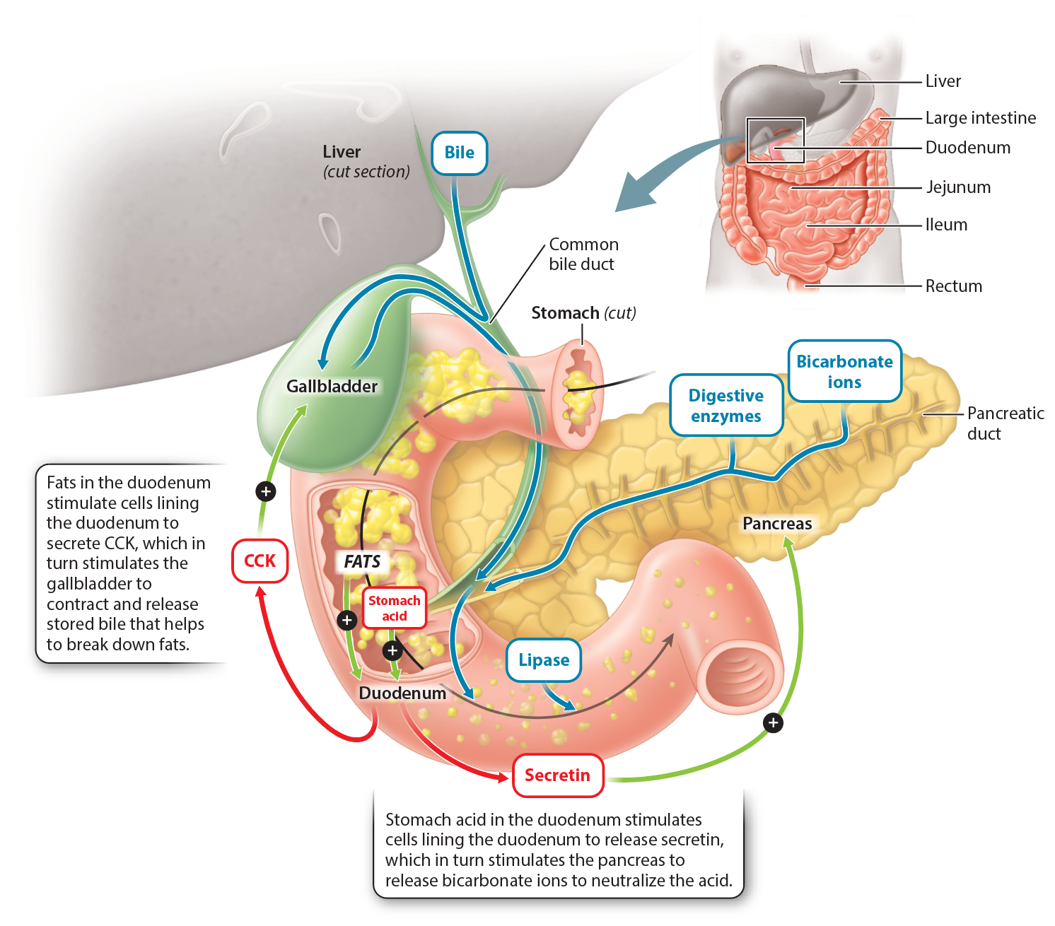 <p>In the figure shown, digestion in the small intestine is aided by secretions from the liver, gall bladder, and pancreas.</p><p>T/F: Secretin, a hormone produced by cells lining the duodenum, stimulates the pancreas to release bicarbonate ions.</p>