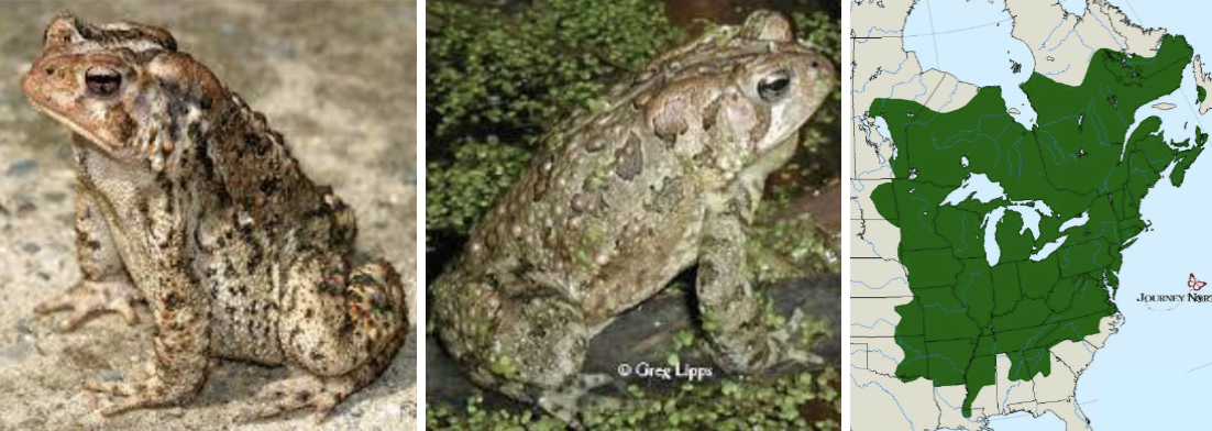 <ul><li><p><span style="background-color: transparent;"><strong>Habitat:</strong> </span><span>fairly generalist as long as there is adequate cover for foraging and shelter</span></p></li><li><p><span style="background-color: transparent;"><strong>Diet:</strong> </span><span>snails, beetles, slugs, earthworms</span></p></li><li><p><span style="background-color: transparent;"><strong>Characteristics:</strong> dry, bumpy, medium sized, colors range from brown to olive or red, lighter belly with dark spots, </span><span>glands on back of head produce toxic compounds</span><span style="background-color: transparent;">, short legs</span></p></li></ul><p></p>