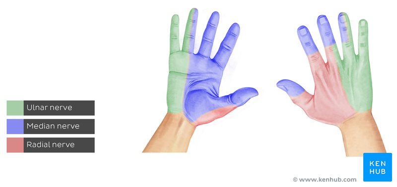 <p>Superficial branch supplies skin and fascia over lateral 2/3 of dorsum of hand, dorsum of thumb, and proximal parts of the lateral 2/3 digits</p>