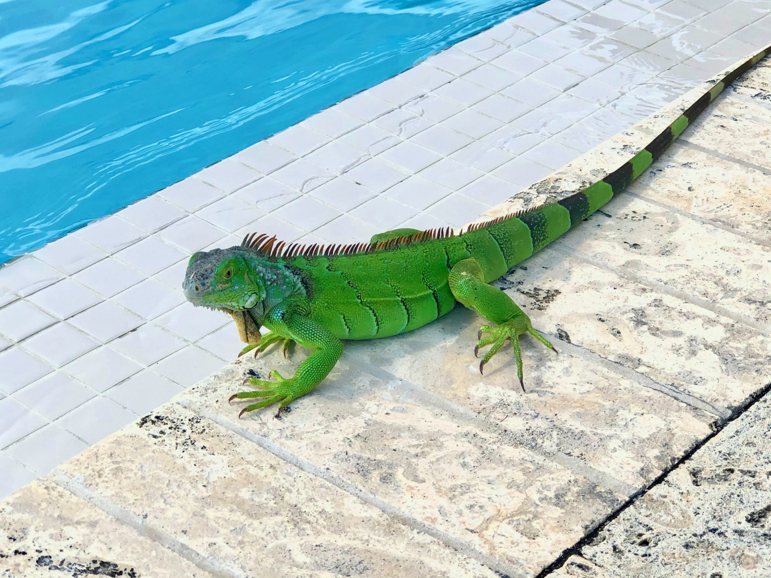 <p>an iguana</p>