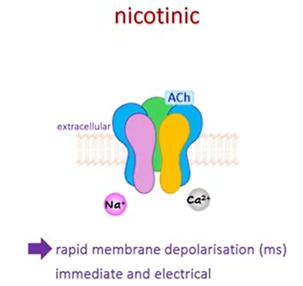 <ul><li><p>ionotropic channel</p><ul><li><p>ligand gated channel</p></li><li><p>immediate flux of ions and action potential</p></li><li><p><strong>response is fast and short-lived</strong></p></li></ul></li></ul><p></p>