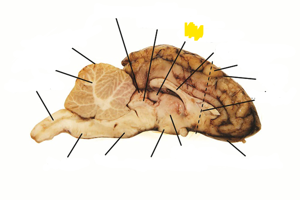 <p>Produces/Regulates some hormones (Ex: Melatonin)</p>